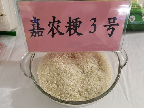 上海人,地产新米上市 颜值 香味和口感比日本米还好